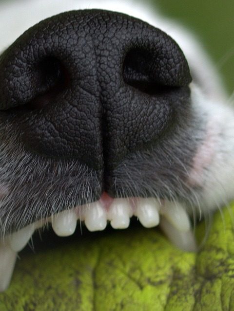 Czyszczenie zębów psa - jak dbać o higienę jamy ustnej czworonoga