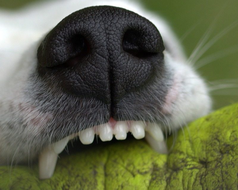 Czyszczenie zębów psa - jak dbać o higienę jamy ustnej czworonoga